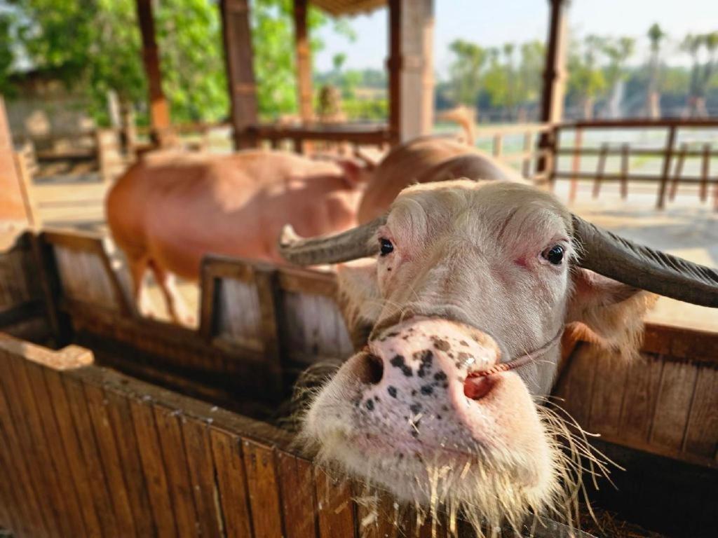 The Buffalo Amphawa Samut Songkhram Exteriér fotografie
